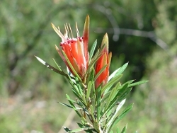 Mountain Devil (Lambertia Formosa).